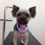 ヨーキー　花ちゃん２６８